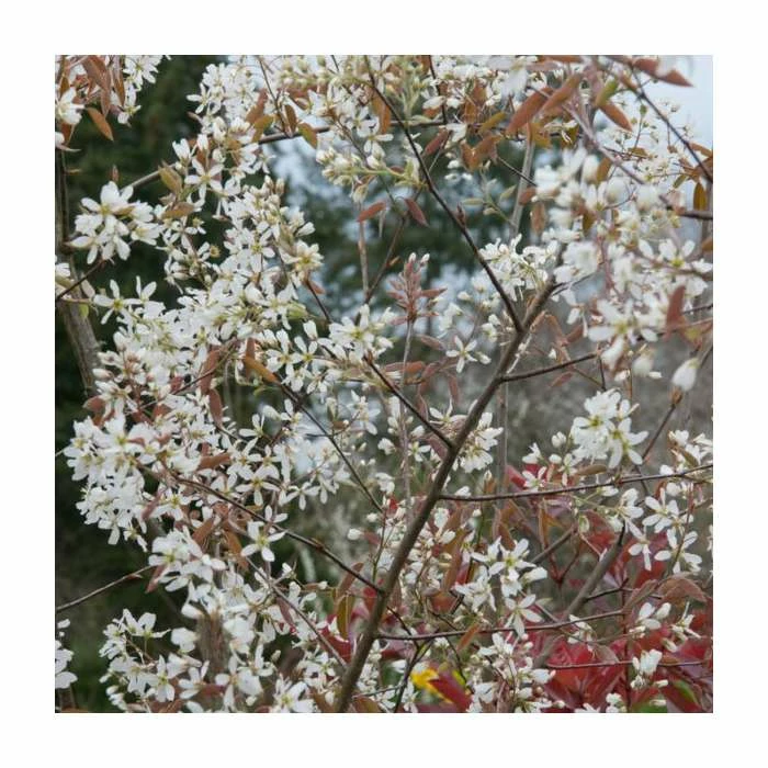 Amelanchier canadensis | Snowy Mespilus Hedging 1 Amelanchier canadensis | Snowy Mespilus Hedging