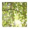 Betula pendula | Silver Birch Hedging