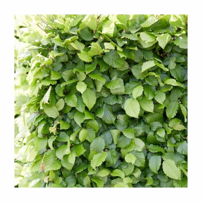 Carpinus betulus | Hornbeam Hedging 1 Carpinus betulus | Hornbeam Hedging