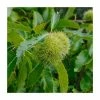 Castanea sativa | Sweet Chestnut Hedging