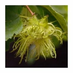 Corylus avellana | Hazel Hedging