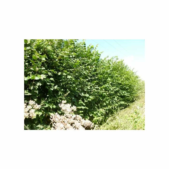 Corylus avellana | Hazel Hedging 2 Corylus avellana | Hazel Hedging - Image 2