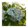 Crataegus monogyna | Hawthorn Hedging