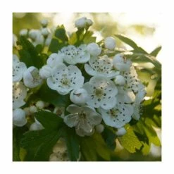 Crataegus monogyna | Hawthorn Hedging