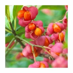 80 - 120cm Euonymus europaeus | Spindle | Bare Root Hedging 5 80 - 120cm Euonymus europaeus | Spindle | Bare Root Hedging -primrose shop PL528X1 add image 1 2b0b