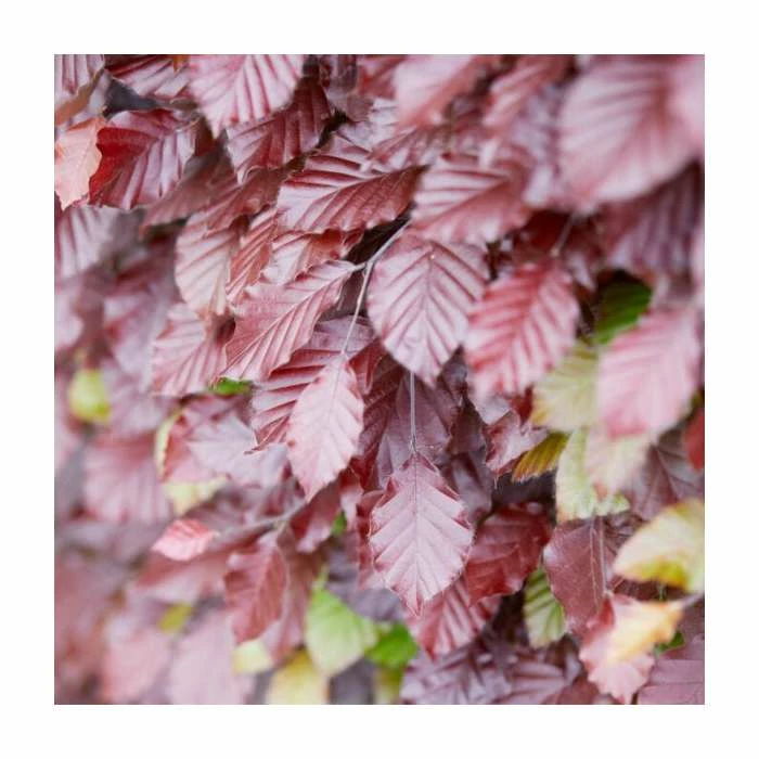 Fagus sylvatica | Green Beech Hedging 2 Fagus sylvatica | Green Beech Hedging - Image 2