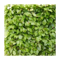 Fagus sylvatica | Green Beech Hedging