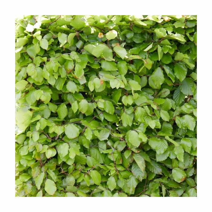 Fagus sylvatica | Green Beech Hedging 1 Fagus sylvatica | Green Beech Hedging