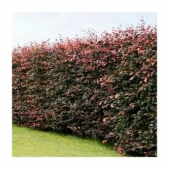 Fagus sylvatica purpurea | Copper Beech Hedging