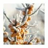 Hippophae rhamnoides | Sea Buckthorn Hedging