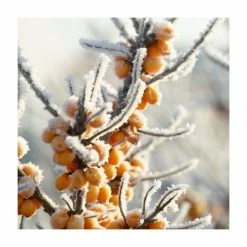 Hippophae rhamnoides | Sea Buckthorn Hedging