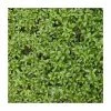Ligustrum ovalifolium | Green Privet Hedging