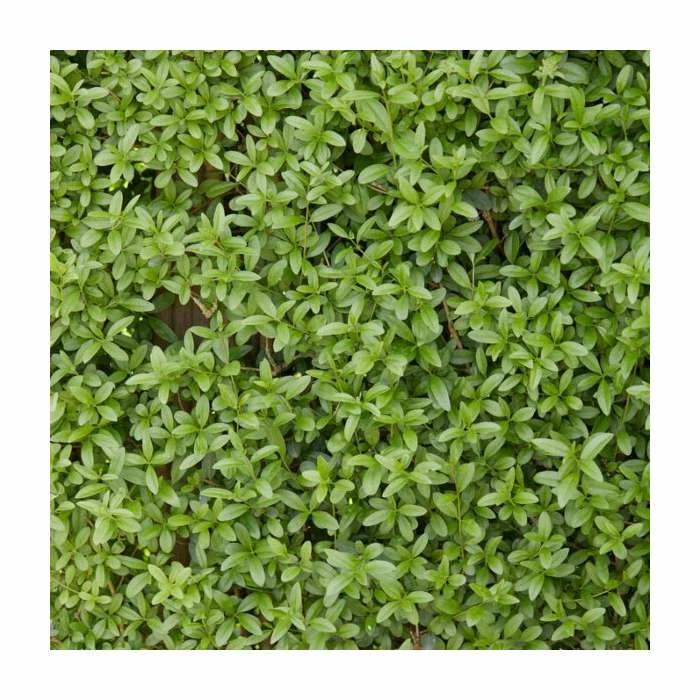 Ligustrum ovalifolium | Green Privet Hedging 1 Ligustrum ovalifolium | Green Privet Hedging