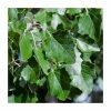 100 - 125cm Populus alba | White Poplar |Bare Root Hedging