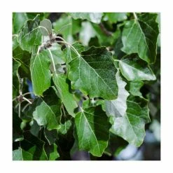 100 - 125cm Populus alba | White Poplar |Bare Root Hedging