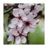 Prunus cerasifera | Cherry Plum Hedging