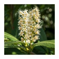 primrose shop -primrose shop PL547X1 add image 1 cac8