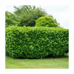 Prunus laurocerasus | Laurel Hedge Hedging