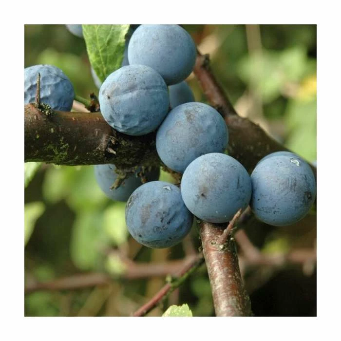 Prunus spinosa | Blackthorn Hedging 2 Prunus spinosa | Blackthorn Hedging - Image 2