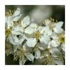 Prunus spinosa | Blackthorn Hedging