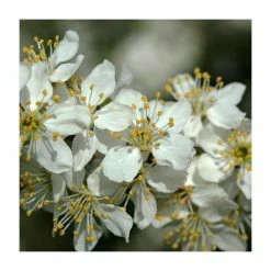 Prunus spinosa | Blackthorn Hedging
