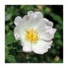Rosa canina | Dog Rose Hedging