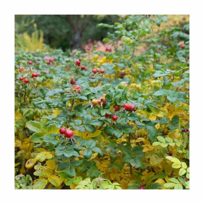 50 - 80cm Rosa rugosa | Ramanas Rose | Bare Root Hedging 2 50 - 80cm Rosa rugosa | Ramanas Rose | Bare Root Hedging - Image 2