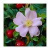 50 - 80cm Rosa rugosa | Ramanas Rose | Bare Root Hedging