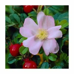 50 - 80cm Rosa rugosa | Ramanas Rose | Bare Root Hedging