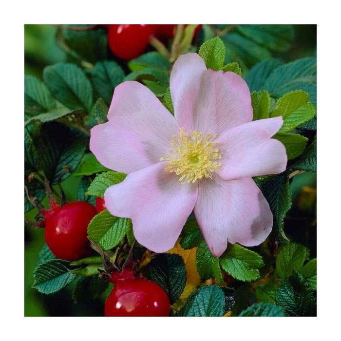 50 - 80cm Rosa rugosa | Ramanas Rose | Bare Root Hedging 1 50 - 80cm Rosa rugosa | Ramanas Rose | Bare Root Hedging