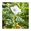 50 - 80cm Rosa rugosa alba | White Ramanas Rose | Bare Root Hedging