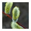 80 - 120cm Salix caprea | Goat Willow | Bare Root Hedging