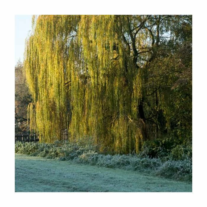 100 - 125cm Salix chrysocoma | Weeping Willow | Bare Root Hedging 1 100 - 125cm Salix chrysocoma | Weeping Willow | Bare Root Hedging