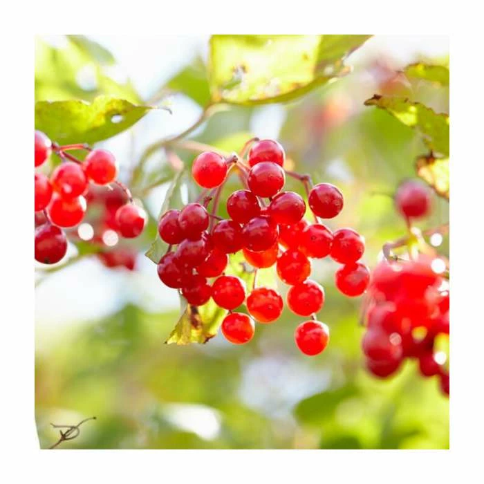 Viburnum opulus | Guelder Rose Hedging 2 Viburnum opulus | Guelder Rose Hedging - Image 2