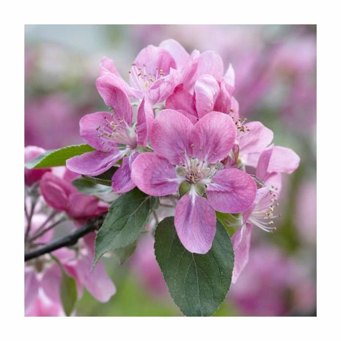80 - 120cm Malus sylvestris | Crab Apple | Bare Root Hedging 1 80 - 120cm Malus sylvestris | Crab Apple | Bare Root Hedging