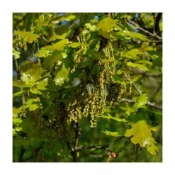 50 - 80cm Quercus robur | Oak | Bare Root Hedging