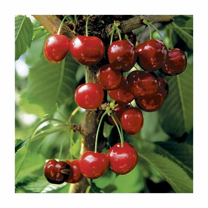 Prunus 'Burlat' | Cherry Tree 2 Prunus 'Burlat' | Cherry Tree - Image 2