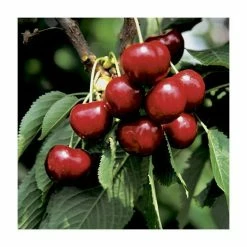 Prunus 'Burlat' | Cherry Tree 5 Prunus 'Burlat' | Cherry Tree -primrose shop PL923105 add image 2 da86