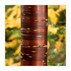 primrose shop -primrose shop PL9239056 rollover image bcb2