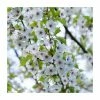 Prunus 'Umineko' | Cherry Blossom Tree