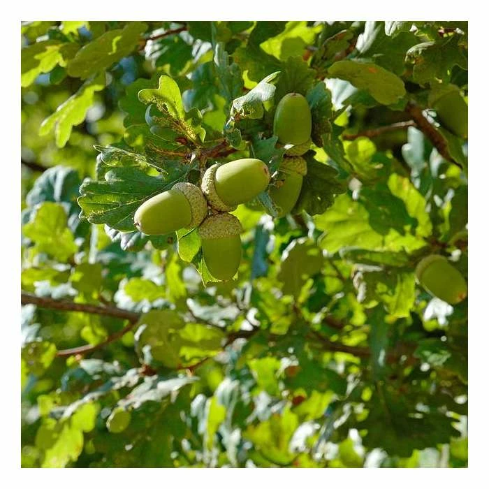 Quercus robur | Oak Tree 2 Quercus robur | Oak Tree - Image 2