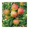 4-5ft Malus 'Ellison's Orange' | Apple Tree