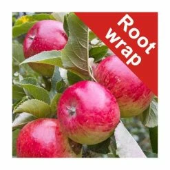 4-5ft Malus 'Ellison's Orange' | Apple Tree 3 4-5ft Malus 'Ellison's Orange' | Apple Tree -primrose shop TR0011 rollover image a1c7