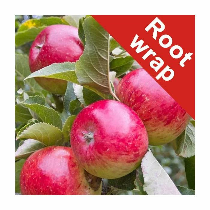 4-5ft Malus 'Ellison's Orange' | Apple Tree 2 4-5ft Malus 'Ellison's Orange' | Apple Tree - Image 2