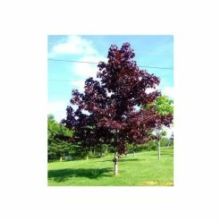 Acer platanoides 'Crimson King' | Norway Maple Tree -primrose shop TR0130 add image 1 1726