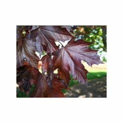 Acer platanoides 'Crimson King' | Norway Maple Tree -primrose shop TR0130 add image 2 0252