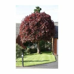 Acer platanoides 'Crimson King' | Norway Maple Tree -primrose shop TR0130 add image 3 4da0