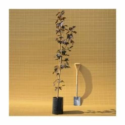 Acer platanoides 'Crimson King' | Norway Maple Tree -primrose shop TR0130 add image 4 a1c8