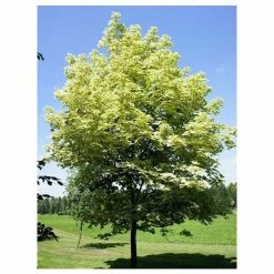 Acer platanoides 'Drummondii' |Norway Maple Tree 8 Acer platanoides 'Drummondii' |Norway Maple Tree -primrose shop TR0131 add image 1 77c9