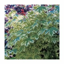 Acer platanoides 'Drummondii' |Norway Maple Tree 10 Acer platanoides 'Drummondii' |Norway Maple Tree -primrose shop TR0131 add image 3 379a